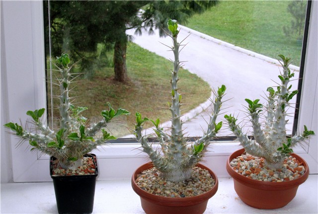 Pachypodium saundersii